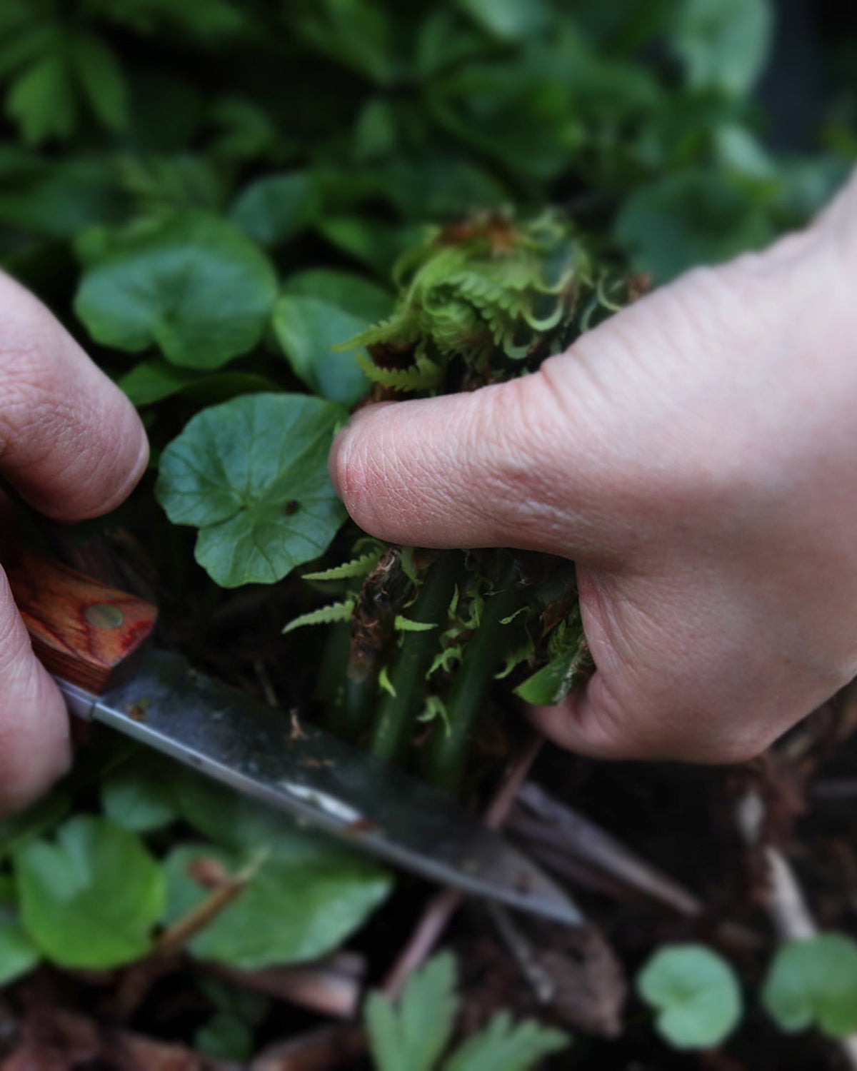 MARKA Foldekniv med Etui – Øyo