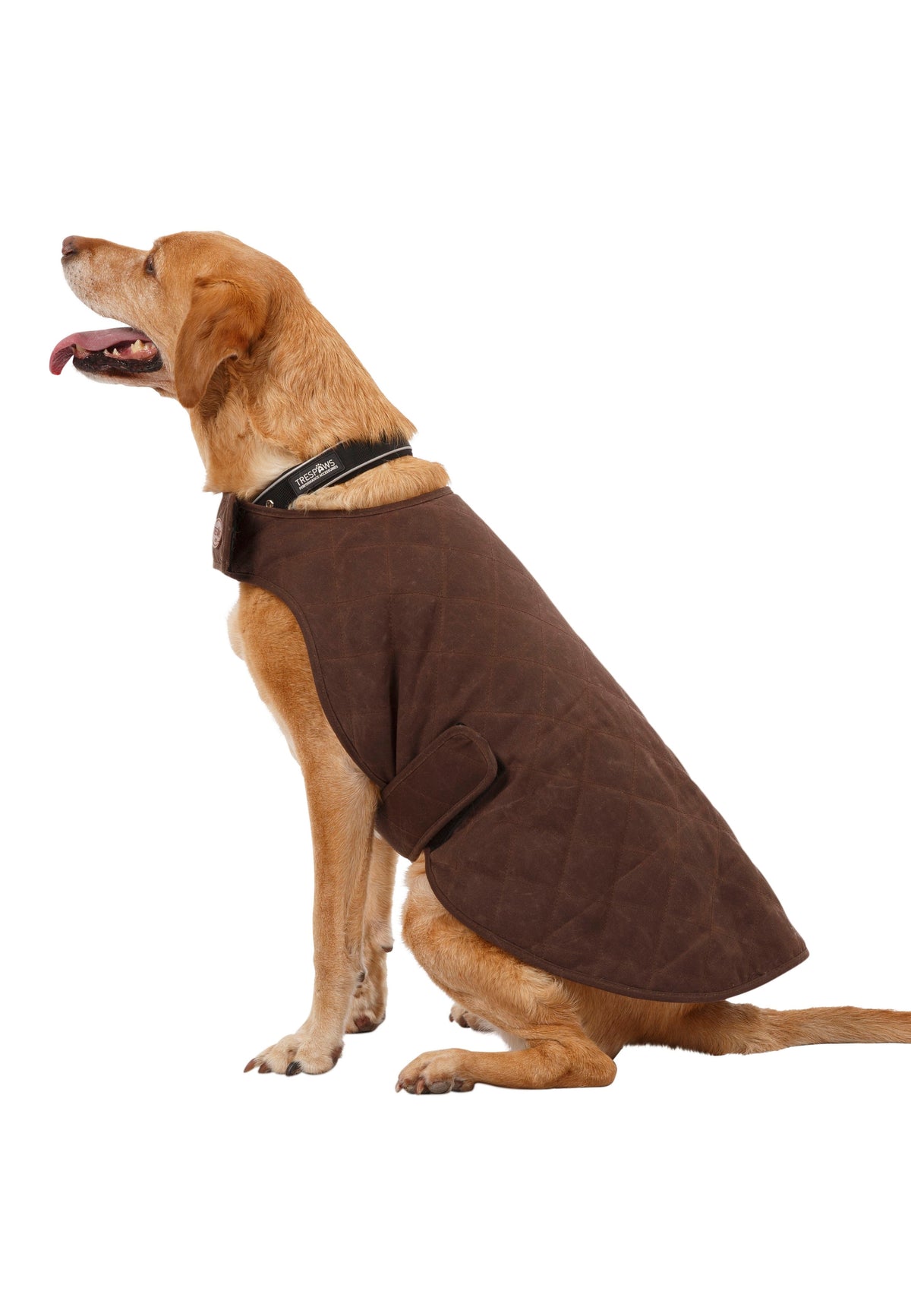 Artemis - Bark - Trespass