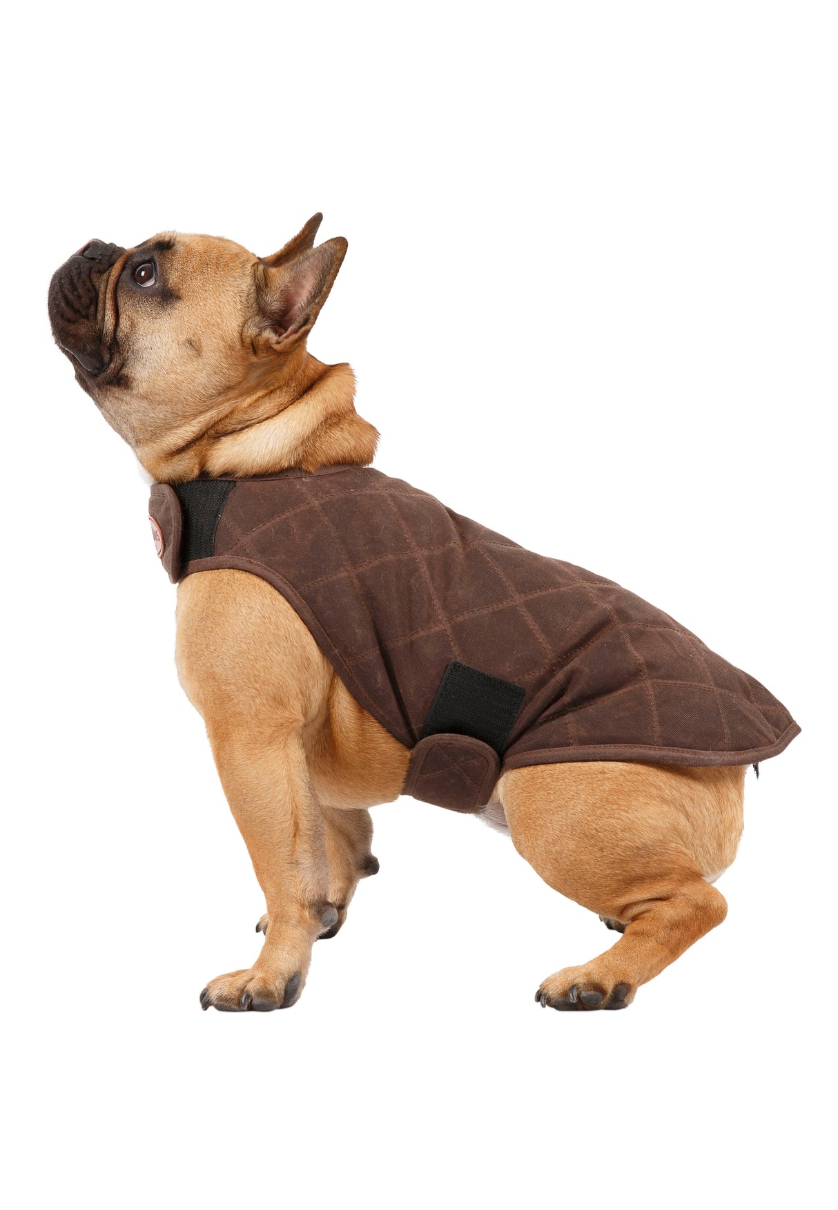 Artemis - Bark - Trespass