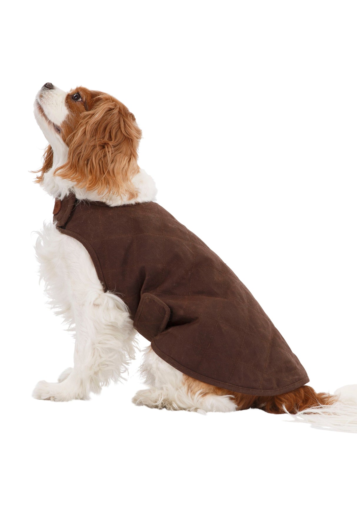 Artemis - Bark - Trespass