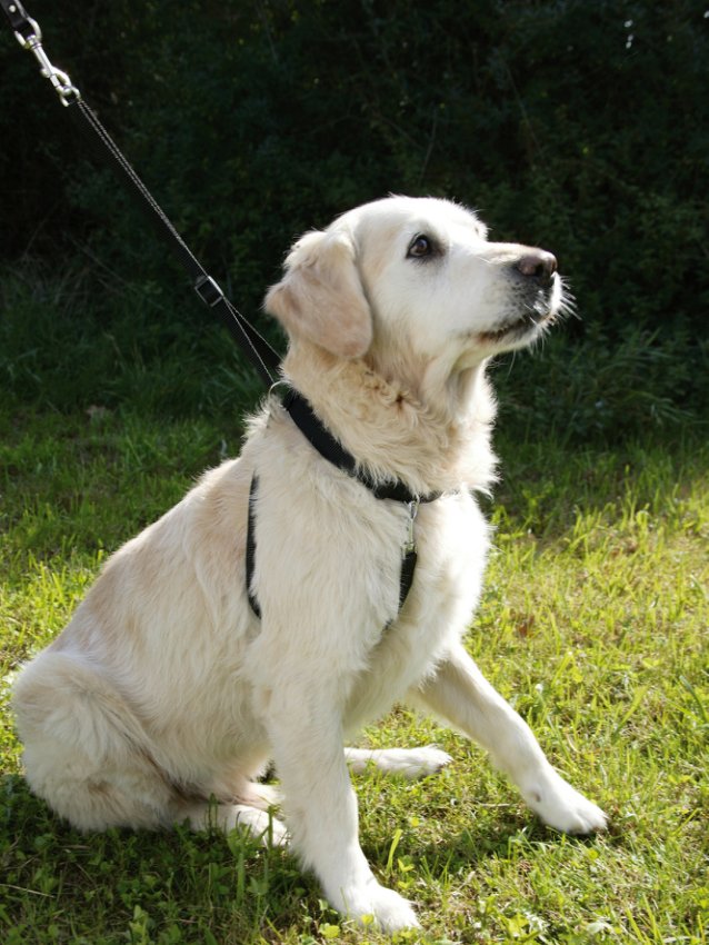 Hundesele Maxi Leader – Hals 25-30cm – Kerbl