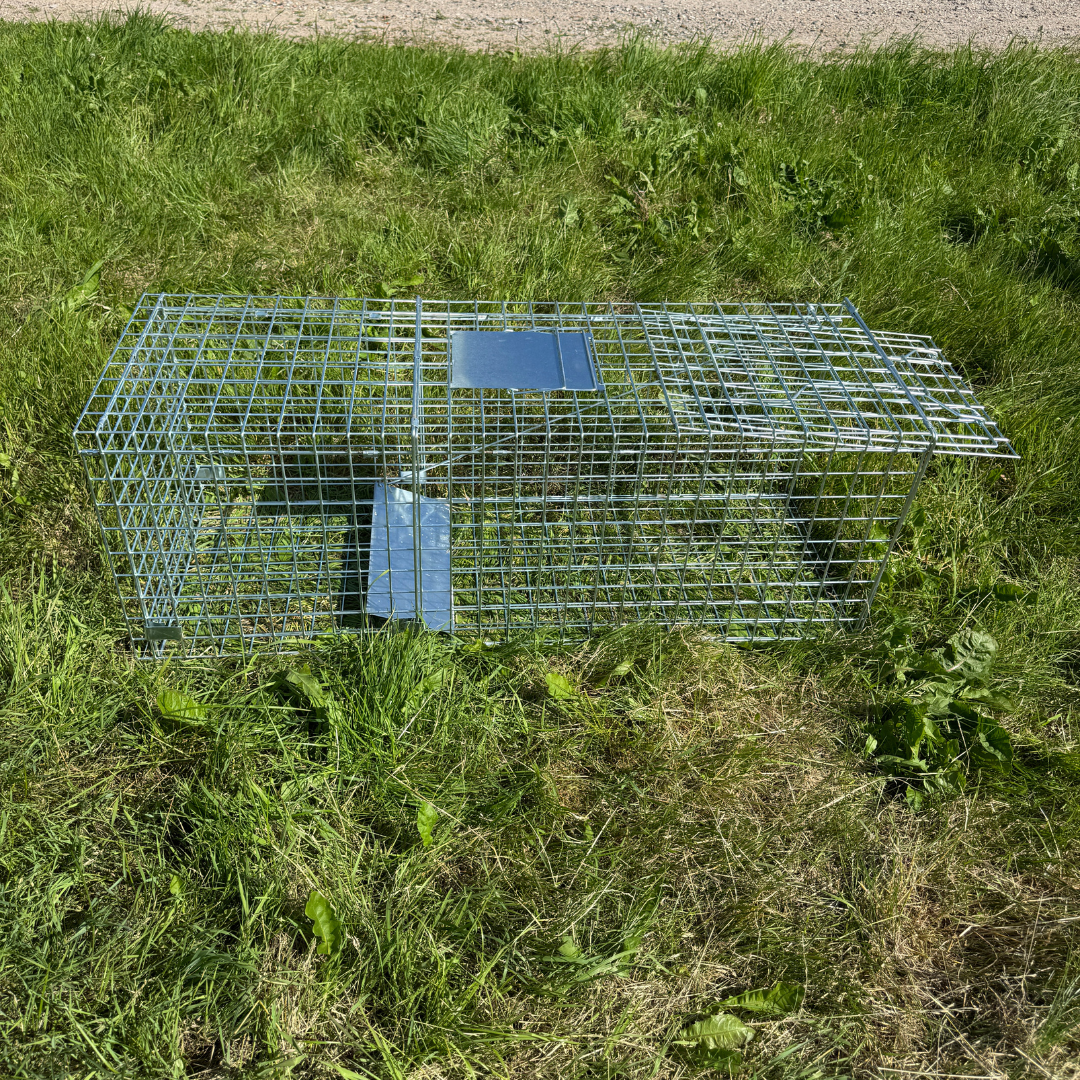 Rævefælde
