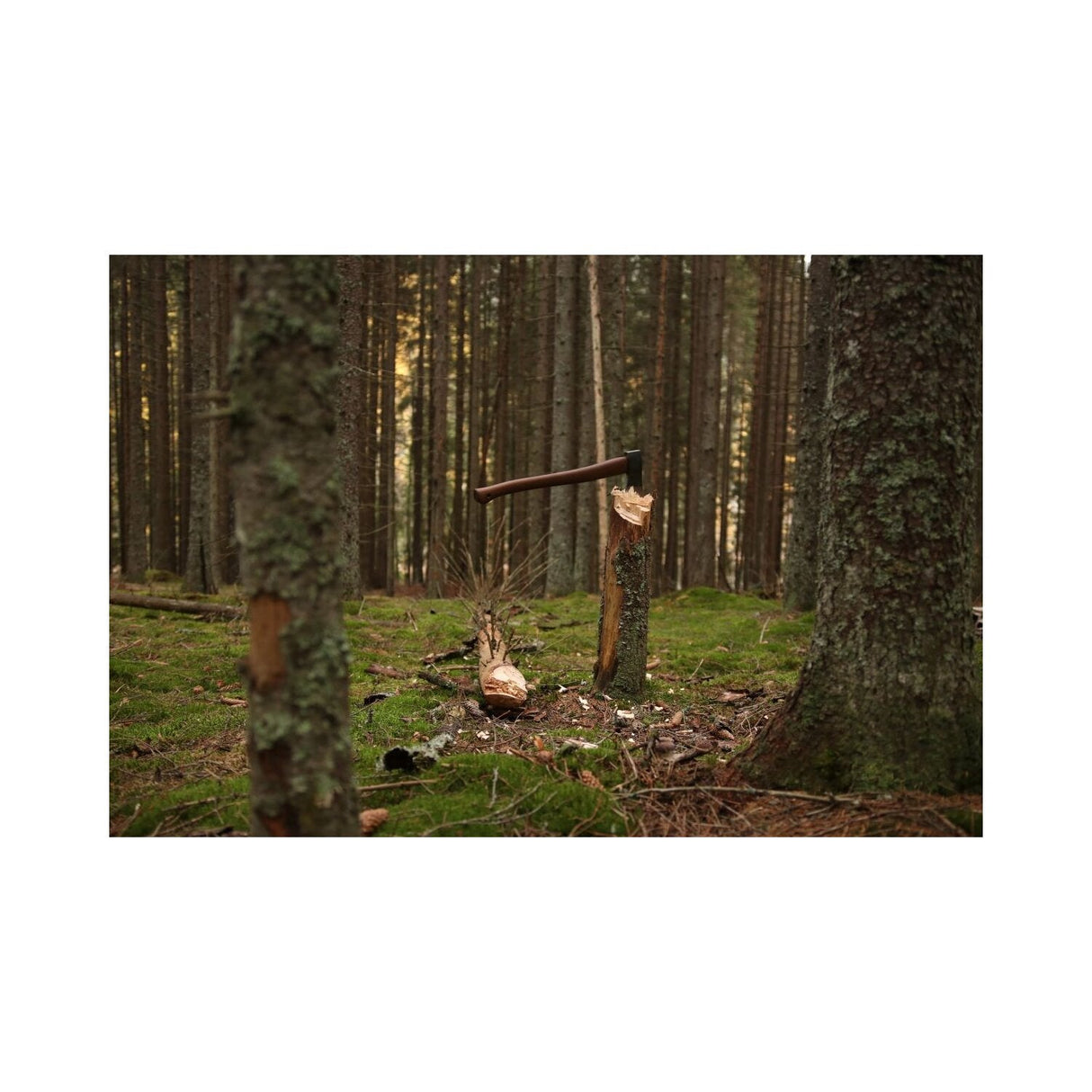 Skogøks – Øyo
