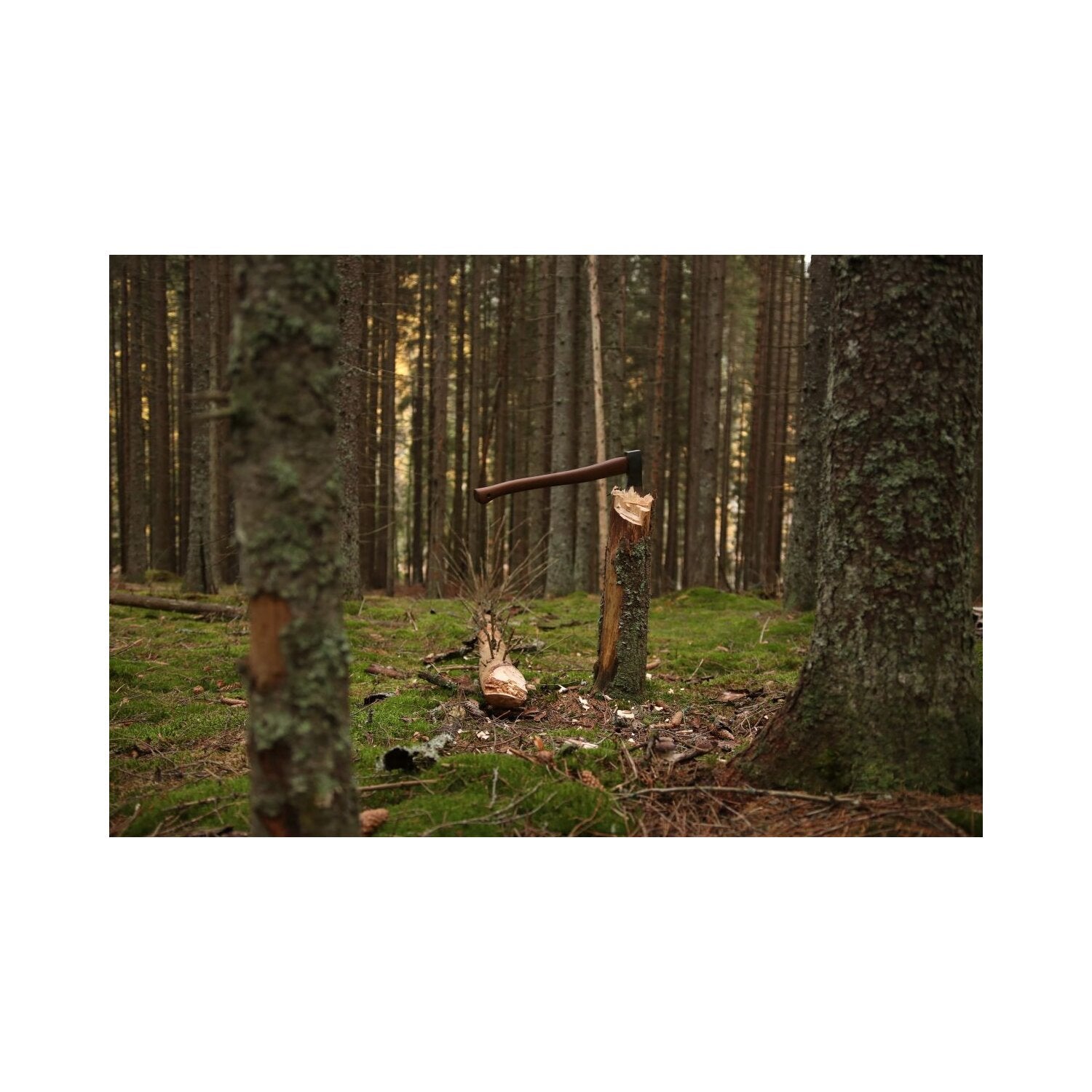 Skogøks – Øyo
