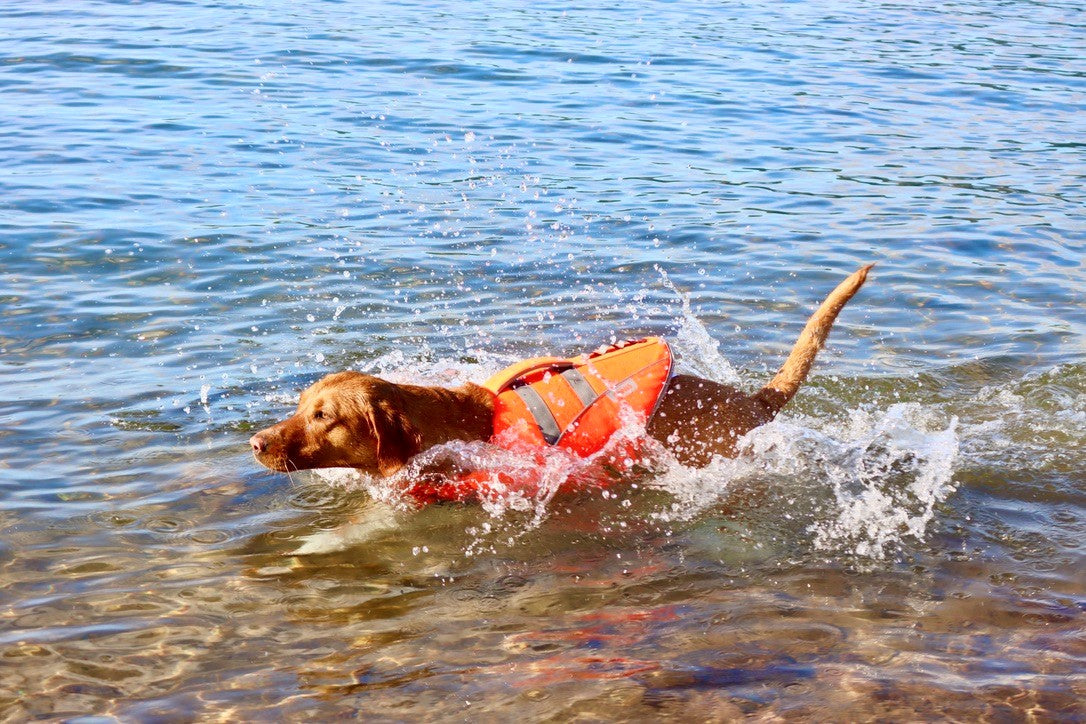 Life Jacket XL