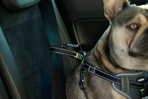 Sikkerhetssele for hund til bil – M – Kerbl