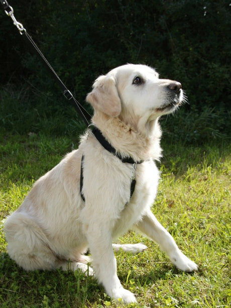 Hundesele Maxi Leader – Hals 25-30cm – Kerbl